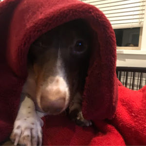 Meet your Posher, Joshua